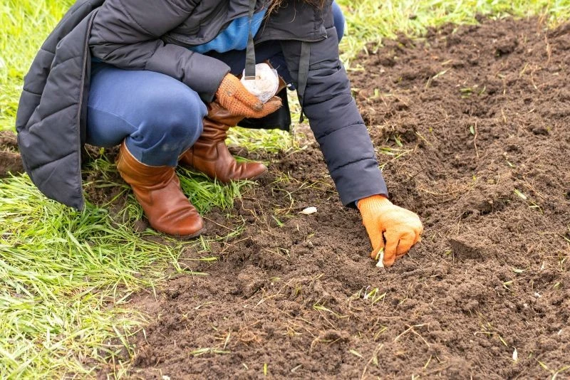 Przed posadzeniem czosnku najważniejsze jest odpowiednie przygotowanie gleby