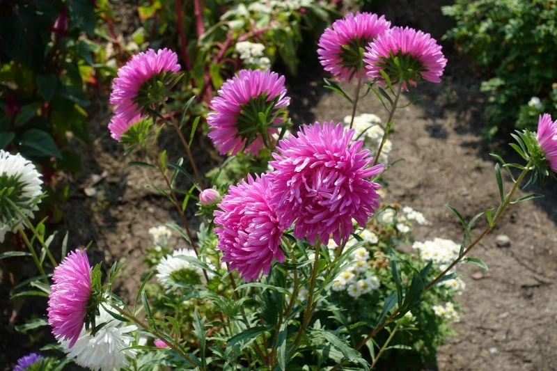 Astry chińskie nie należą do bylin – to rośliny jednoroczne