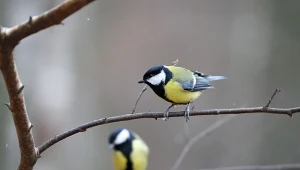 Czym najlepiej dokarmiać sikorki w ogrodzie? Jak powinien wyglądać ich karmnik?