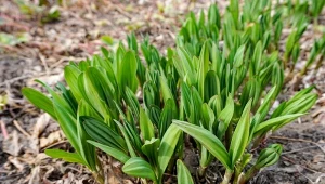 Niepozorny, a tak zdrowy i pożyteczny, warto mieć go w swoim ogrodzie.