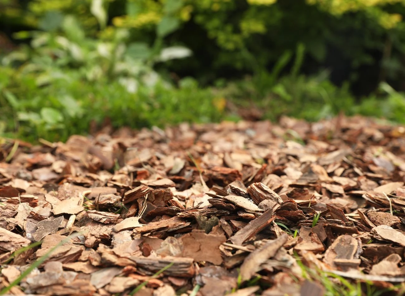Zrębki drzew iglastych i liściastych to często wykorzystywana przez ogrodników ściółka.