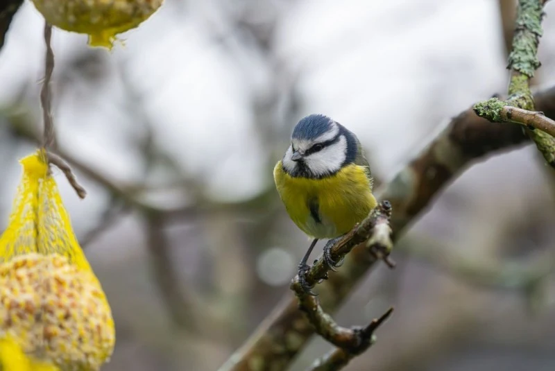 Sikorki chętnie wydłubują nasiona słonecznika pastewnego (niesolonego).