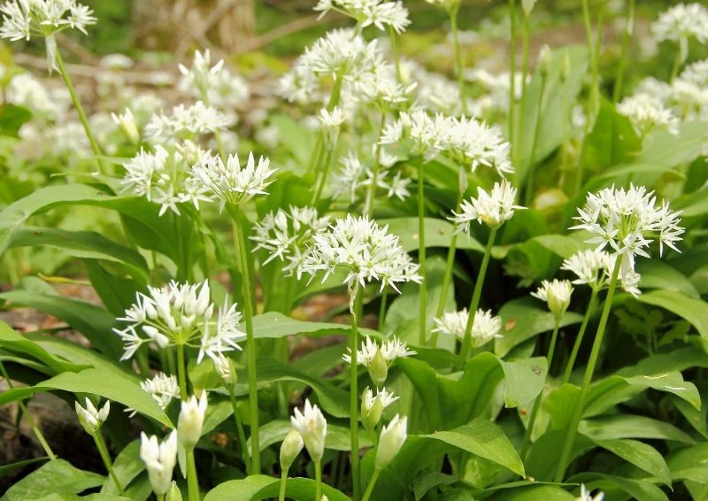 Czosnek niedźwiedzi jest w Polsce pod ochroną, ale można go uprawiać we własnym ogródku.