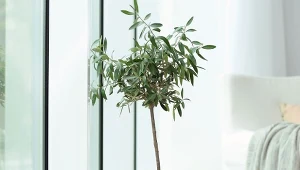 Jak uprawiać w domu drzewko oliwne?