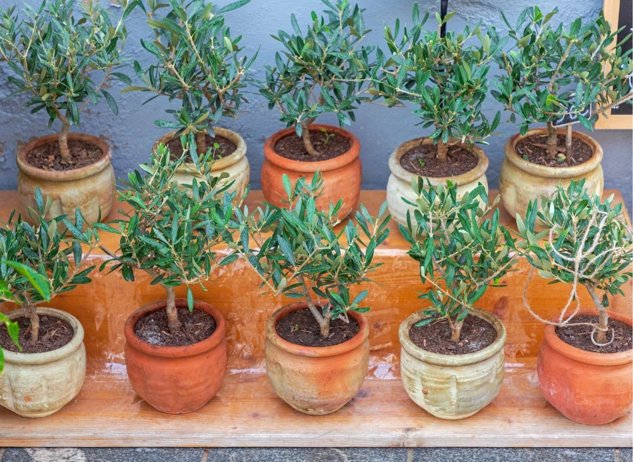 Drzewka oliwne najlepiej rosną w doniczkach z gliny lub terakoty