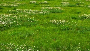 Chwasty na trawniku potrafią błyskawicznie zagłuszyć trawę i zająć jej miejsce.
