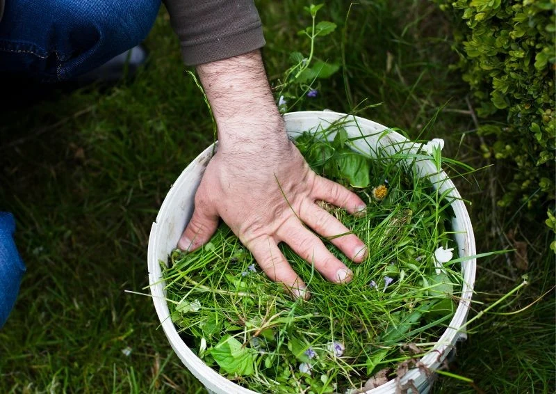 Chwasty można usuwać ręcznie, ale to praco i czasochłonne zajęcie.