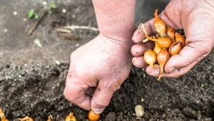 Dobrze wymocz cebulki, każda się ukorzeni i będzie zdrowo rosła. To najlepsza zaprawa zimowej cebuli