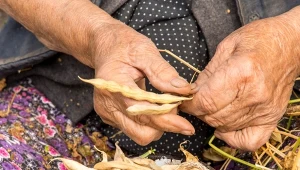 Po zbiorze strąków musimy wyłuskać nasiona. Można to zrobić na kilka sposobów.