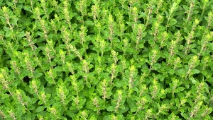 Gdzie sadzić i jak uprawiać ożankę właściwą?