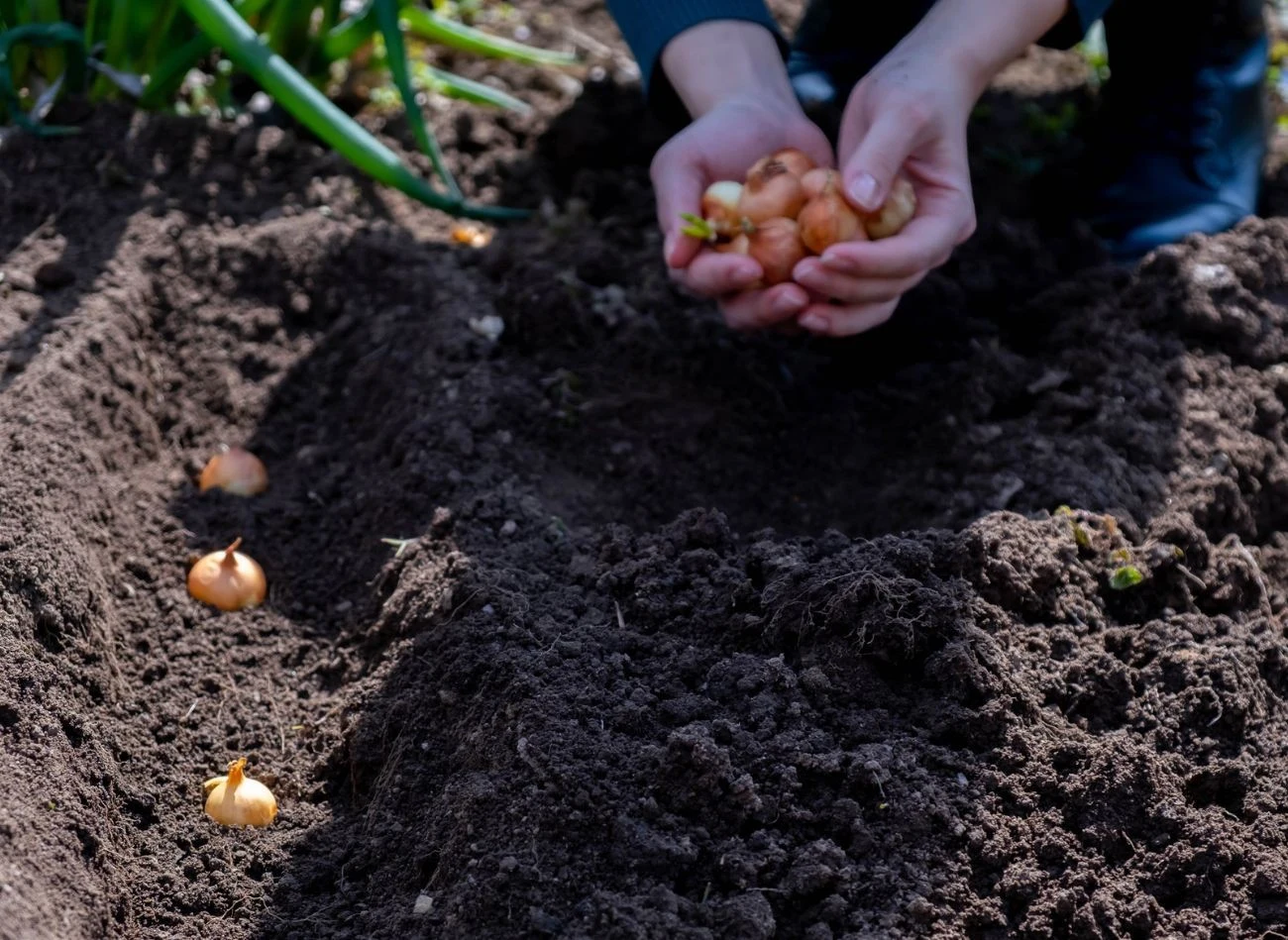 Cebula po posadzeniu powinna być regularnie podlewana.