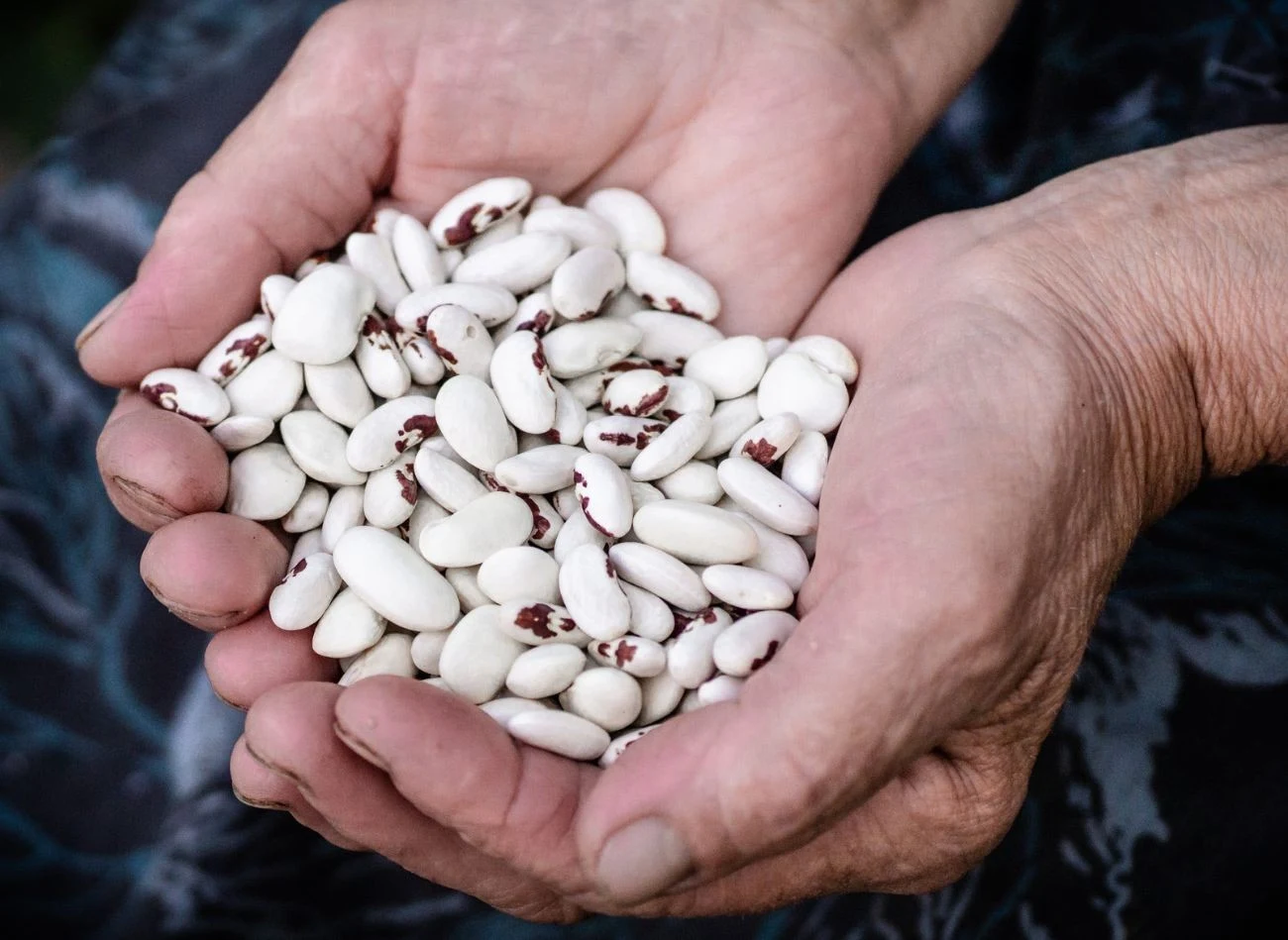 Najlepsze nasiona pobierzemy z odmian fasoli, które wytwarzają duże strąki – ziarna będą przez to większe.