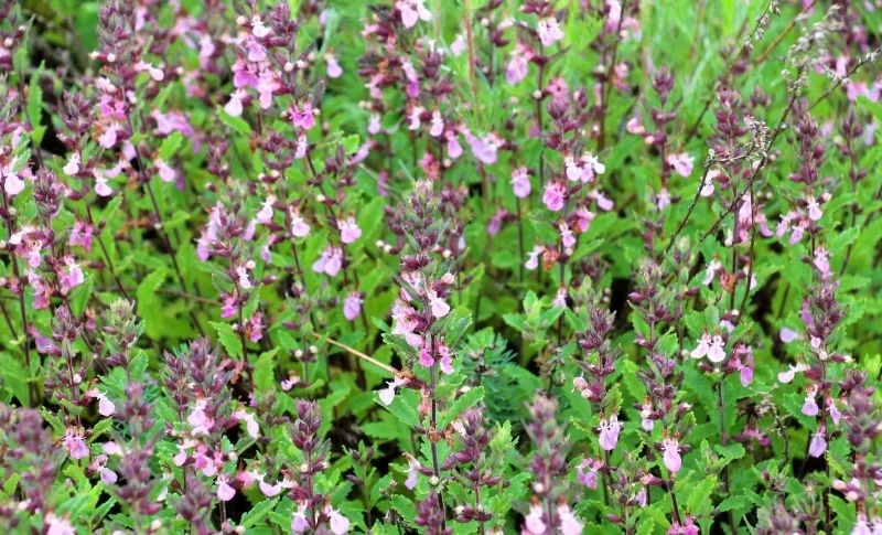 Ożanka właściwa kwitnie latem, przyciągając do ogrodu zapylacze