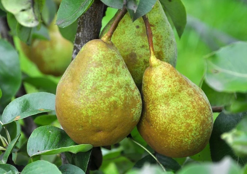 Opryski ochronne stosuj zawsze wieczorem lub wcześnie rano.