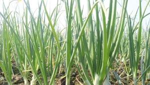 O tej cebuli wszyscy zapomnieli, a ma minimalne wymagania i smakuje lepiej niż szalotka.