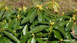 Co zrobić, aby rododendron bujnie zakwitł w przyszłym roku? Pielęgnacja i naturalne nawożenie
