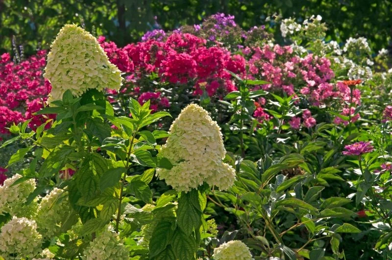 Dlaczego warto łączyć hortensje z innymi roślinami