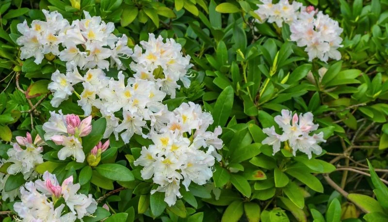 Jesienna pielęgnacja wpływa na kwitnienie rododendronów na wiosnę