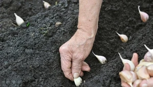Dlaczego warto zaprawiać czosnek przed sadzeniem?