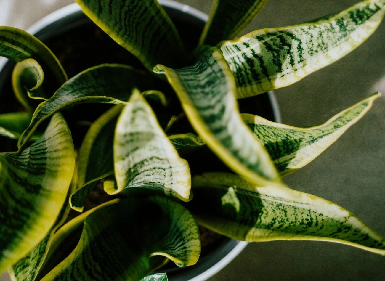 Zimą sansewieria zatrzymuje swój wzrost i nie wypuszcza liści, to naturalne zjawisko związane z zimowym spoczynkiem rośliny