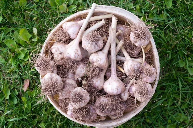 Zaprawianie czosnku przed sadzeniem wpływa na wielkość i jakość plonów