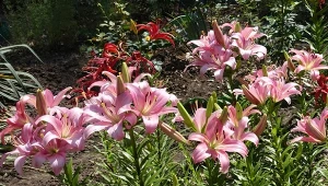 Czy wszystkie lilie trzeba wykopywać na zimę?