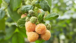 Te maliny wyróżniają się wyglądem i smakują jak marzenie.