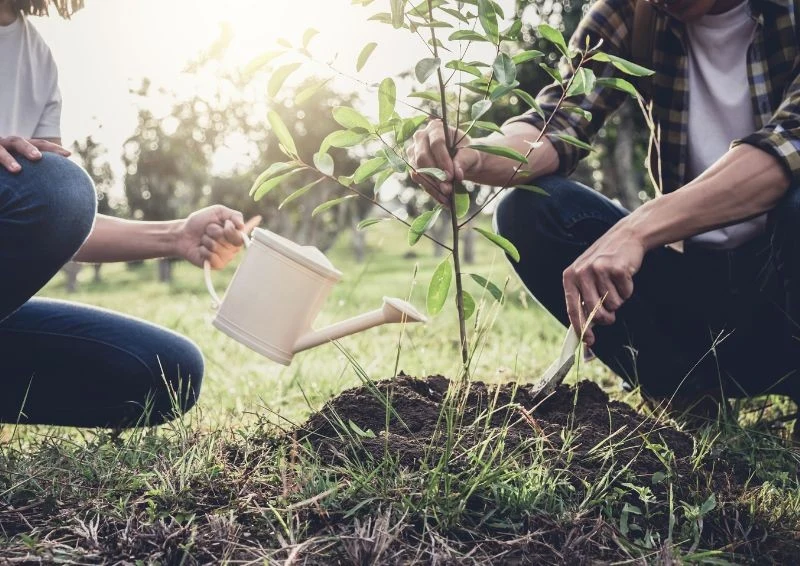 Sadzenie drzewek owocowych nie jest trudne, ale trzeba pamiętać o podstawach.