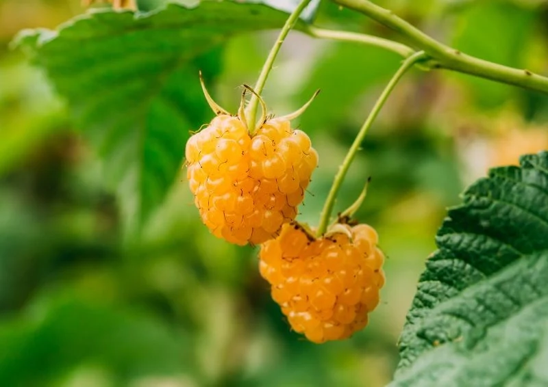 Żółte maliny nie tylko świetnie smakują, ale też przyciągają wzrok swoim wyjątkowym wyglądem.