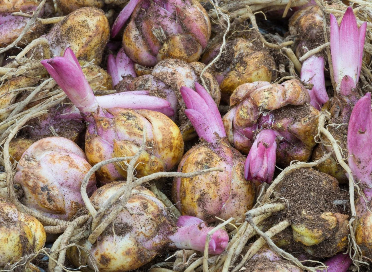 Po wykopaniu dobrze jest oczyścić cebulki lilii z pozostałości ziemi