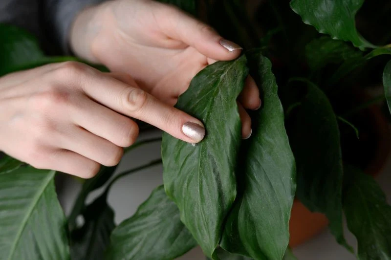 Dlaczego liście skrzydłokwiatu ciemnieją