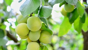 Jak uprawiać renklodę zieloną? Pyszna i stara odmiana śliwy.