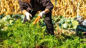 Na czym polega kopcowanie warzyw? Ta metoda pozwala utrzymać świeżość bez wykorzystania lodówki.