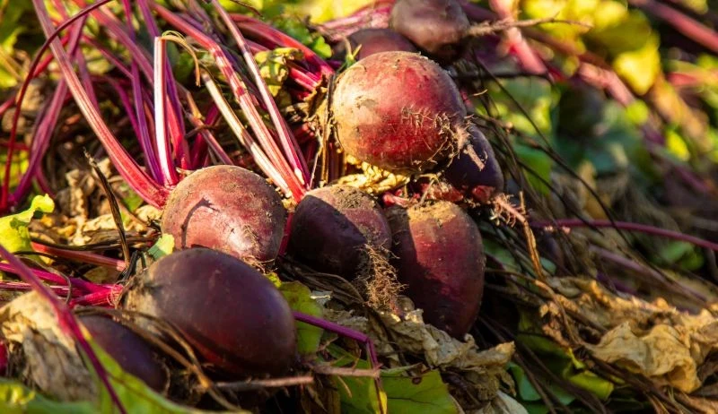 Warzywa przed umieszczeniem w kopcu należy dokładnie oczyścić i osuszyć