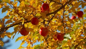 Ostatnie nawożenie drzew owocowych należy wykonać po zakończeniu wegetacji, ale zanim gleba zamarznie.