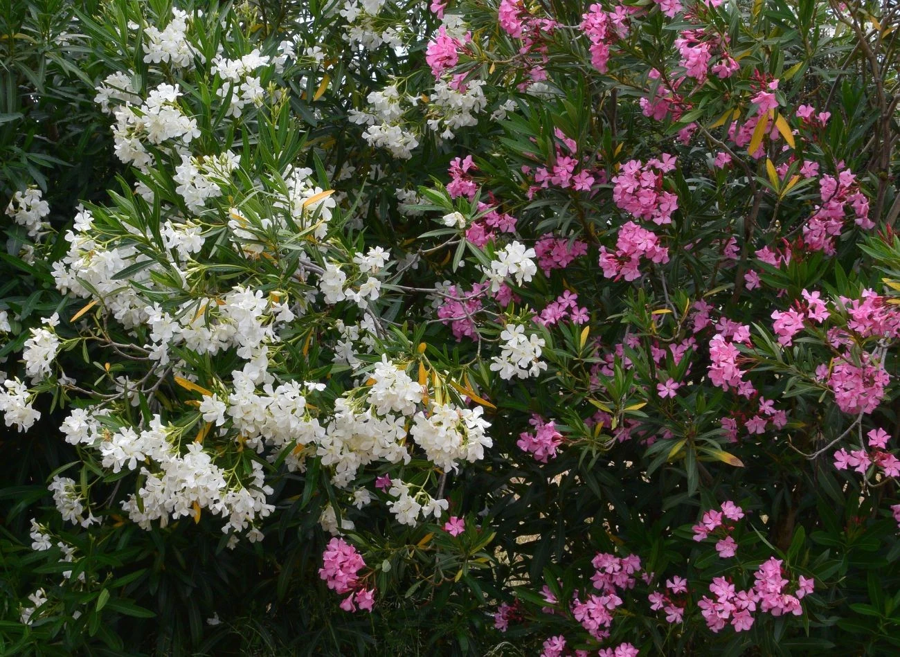 Kwiaty oleandrów mogą występować w kolorze białym, różowym, fioletowym, czerwonym i żółtym