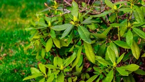 Szyszki to tani i skuteczny materiał na nawóz lub ściółkę dla rododendronów.