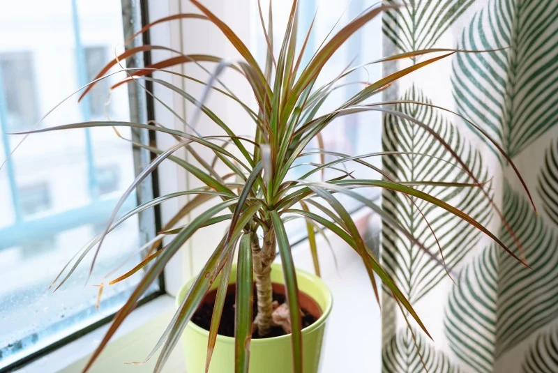 Dracena obrzeżona wygląda niezwykle imponująco w salonie albo biurze.