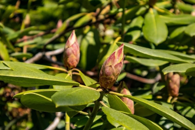 Szyszki można wykorzystywać jako ściółkę lub nawóz wyłącznie dla roślin kwasolubnych, np