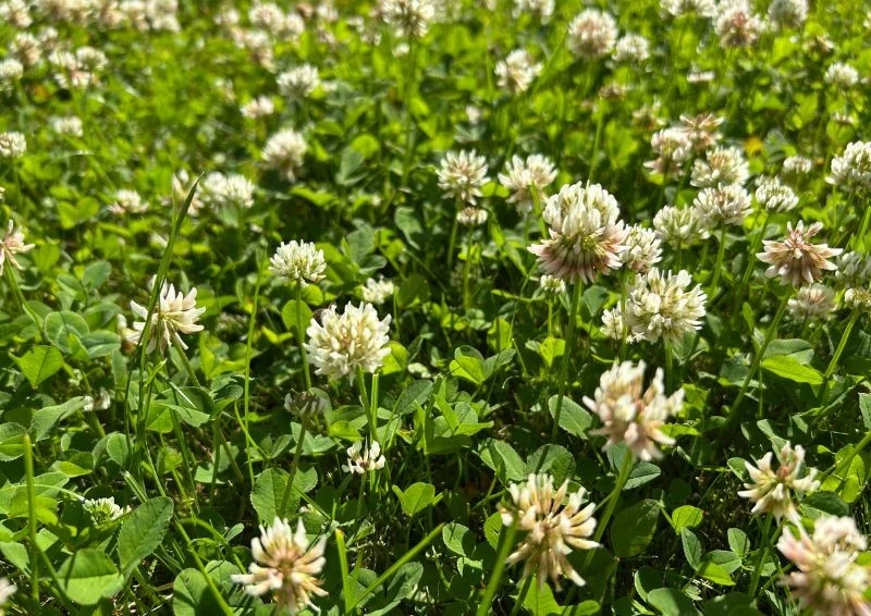 Koniczyna biała świetnie nadaje się na nawóz zielony.