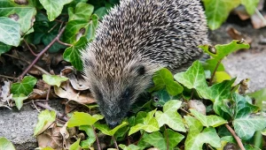Czym dokarmiać jeże jesienią?