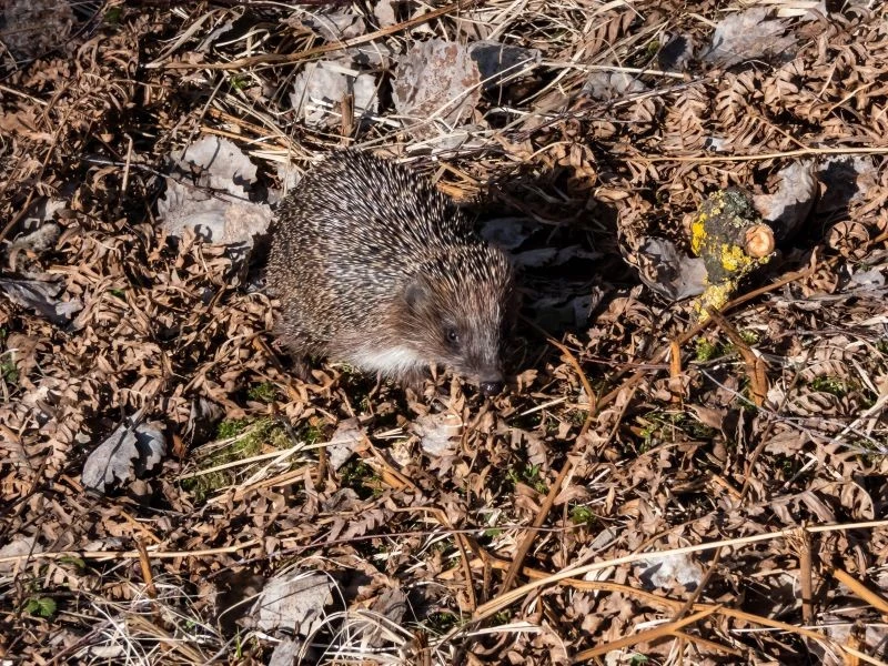 Jeż to sprzymierzeniec każdego ogrodnika