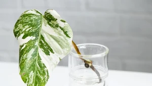 Jak uprawiać monsterę 'Variegata' w domu?