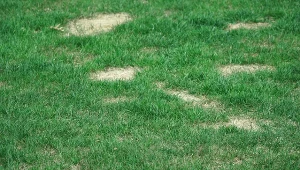 Ostatnie dni na dosiewanie trawy. Uzupełnij ubytki teraz, a wiosną trawnik się odwdzięczy