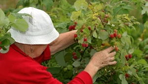 Jaki nawóz warto zastosować pod maliny na koniec września? Czas zatroszczyć się o przyszłoroczne zbiory