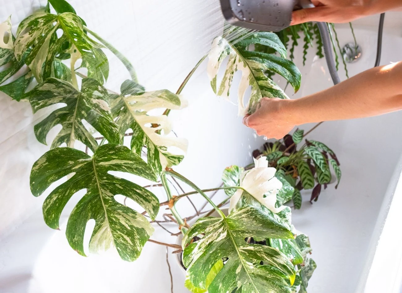 Regularne czyszczenie liści monstery z kurzu, poprawia ich dostęp do promieni słonecznych