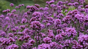 Podbiła polskie ogródki. Kwitnie przez cały sezon i sama się rozsiewa
