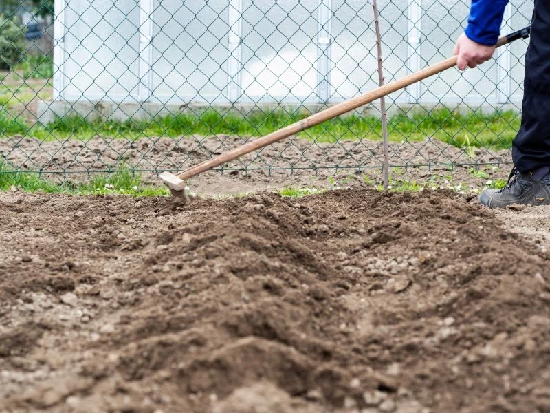 Po zakończonej uprawie pomidorów trzeba zadbać o glebę