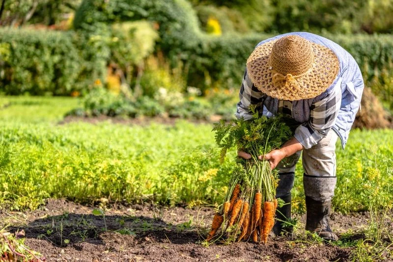 Dlaczego jesienne nawożenie ogrodu jest ważne