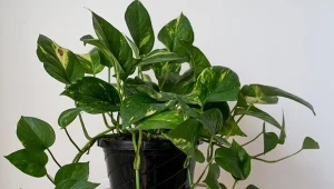 Epipremnum złociste potrzebuje jesienią szczególnej troski.